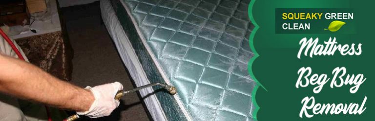 Mattress Beg Bug Removal